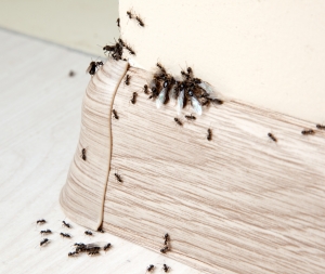 Everything You Need to Know About Ant Control