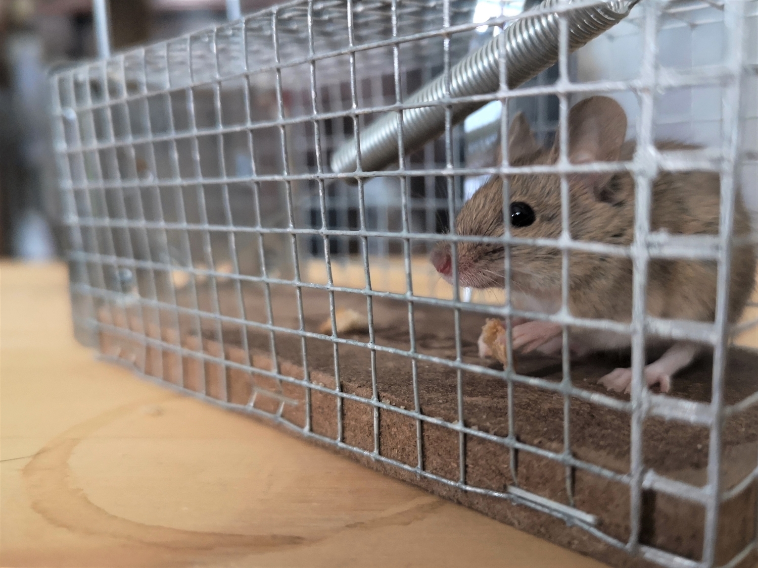 How to Reduce Rodent Populations Around Your Property