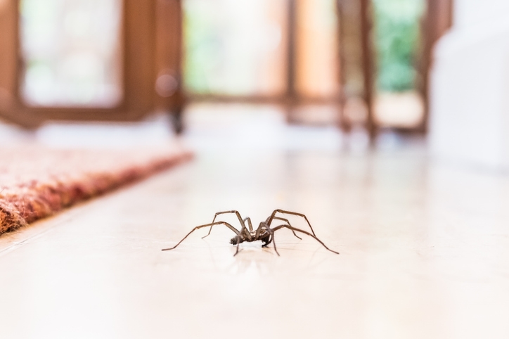 How to Get Rid of Spiders: Effective Tips for Residential Pest Control