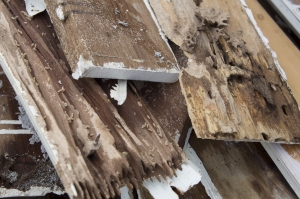 The Ultimate Guide to Termite Control in Texas: Protect Your Home with Marathon Pest Control