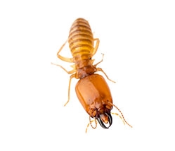 Contact Us About Your Pest Problem