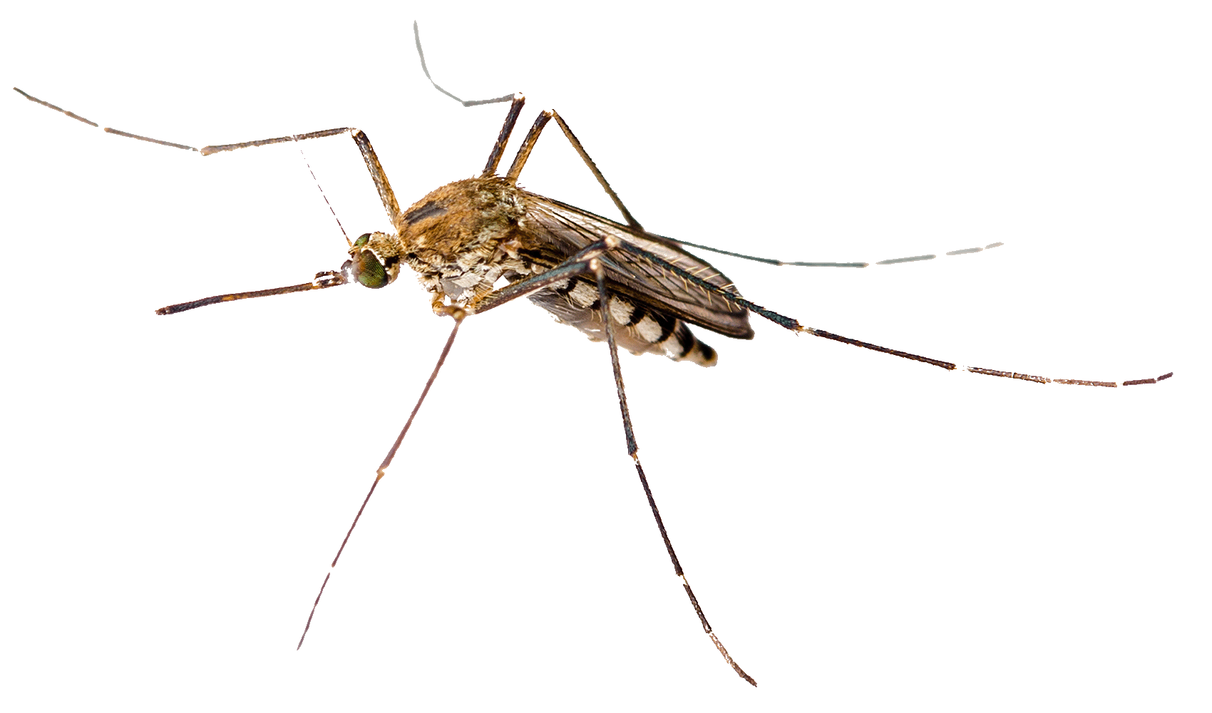 Close shot of a mosquito