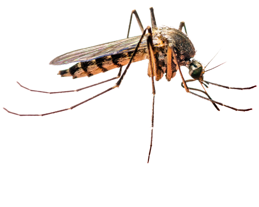 Mosquito Control in The Woodlands, TX | Marathon Pest Control - Mosquito_Misting_Image_2-2
