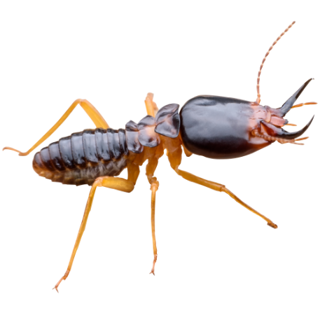 Monthly Pest Control | Magnolia, TX | Marathon Pest Control - Termite