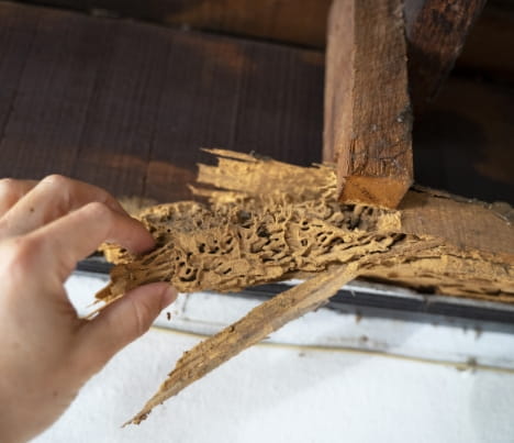 Wood that has been damaged by termites